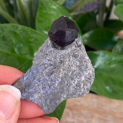 Garnet in Graphite, Red Embers Mine Massachusetts