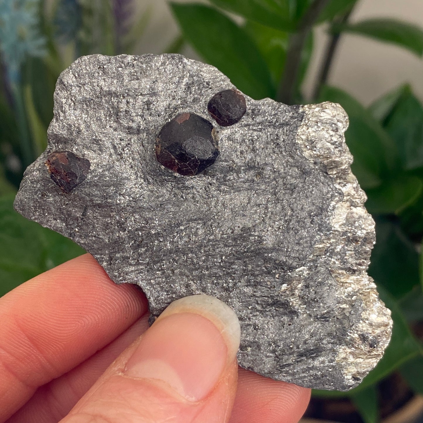 Garnet in Graphite, Red Embers Mine Massachusetts