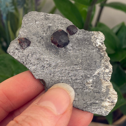 Garnet in Graphite, Red Embers Mine Massachusetts