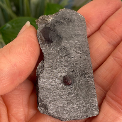 Garnet in Graphite, Red Embers Mine Massachusetts