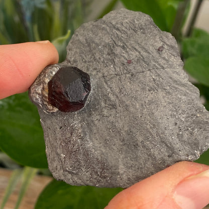 Garnet in Graphite, Red Embers Mine Massachusetts