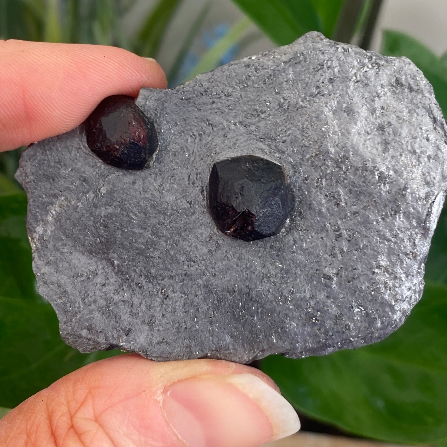 Garnet in Graphite, Red Embers Mine Massachusetts