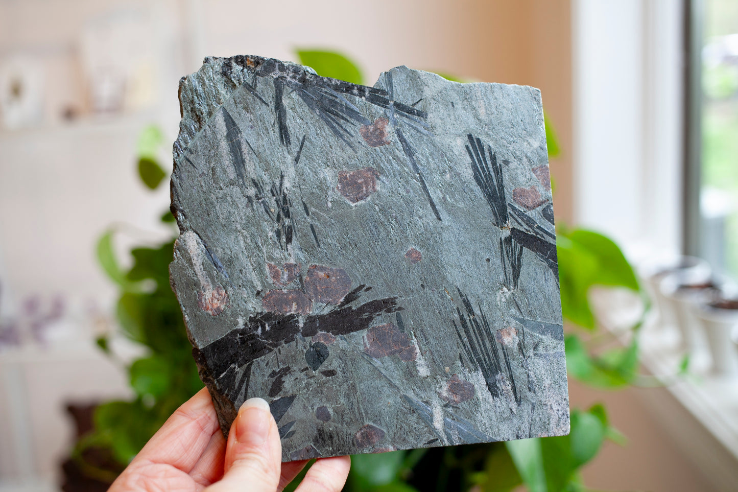 Garnet and Hornblende from Hawley, MA.