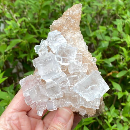 Clear Halite, High Grade, Phantom, Morocco