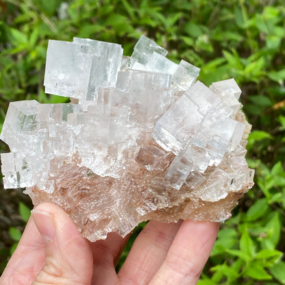Clear Halite, High Grade, Phantom, Morocco