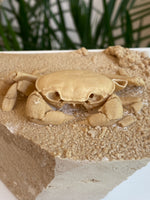 3D Fossilized Crab in Habitat from Southwest Turkey, Rare