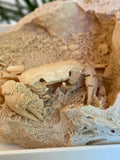 3D Fossilized Crab in Habitat from Southwest Turkey, Rare
