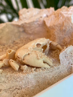 3D Fossilized Crab in Habitat from Southwest Turkey, Rare