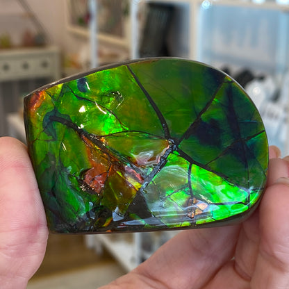 Ammolite Freeform