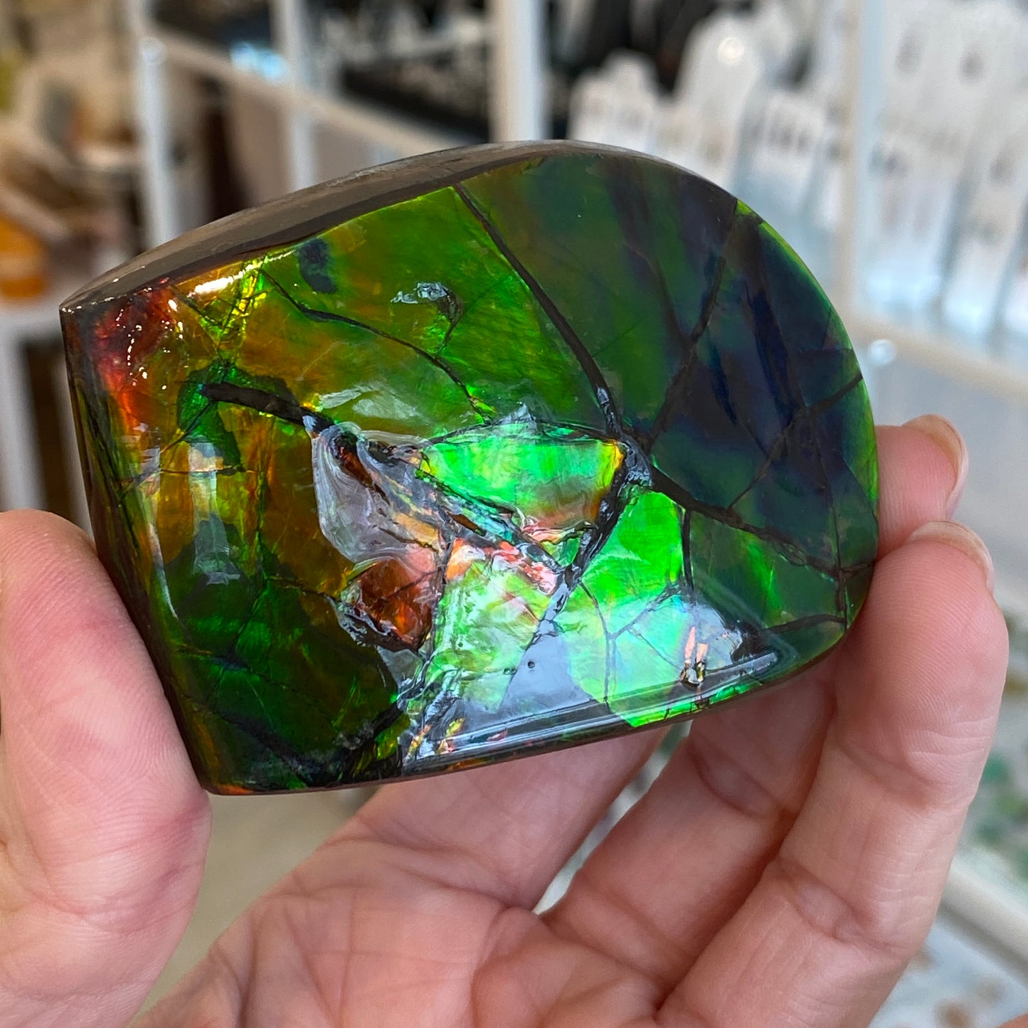 Ammolite Freeform