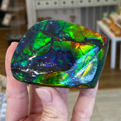 Ammolite Freeform