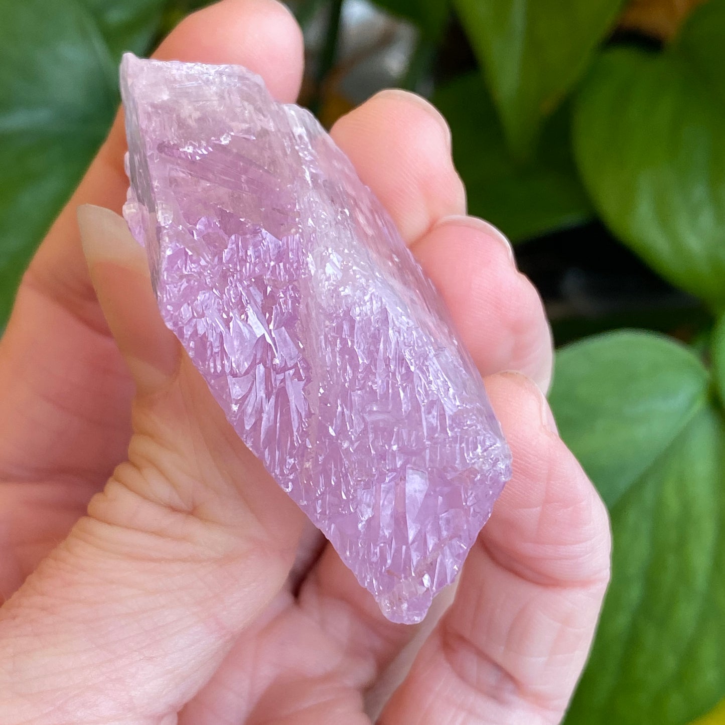 Kunzite Crystal, Water Etched, Multi-Terminated, Self Healed Specimen