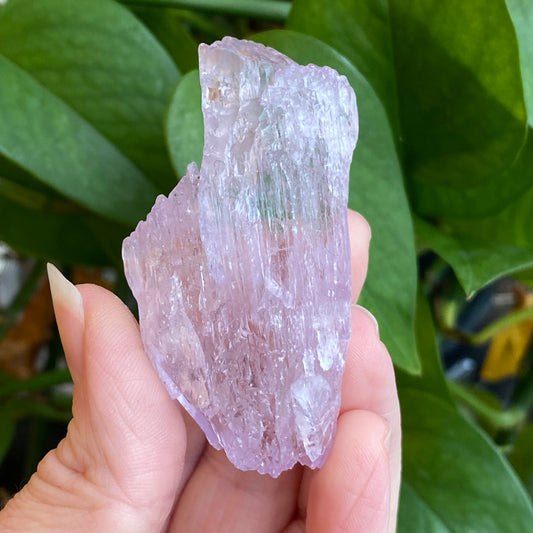 Kunzite Crystal, Water Etched, Multi-Terminated, Self Healed Specimen