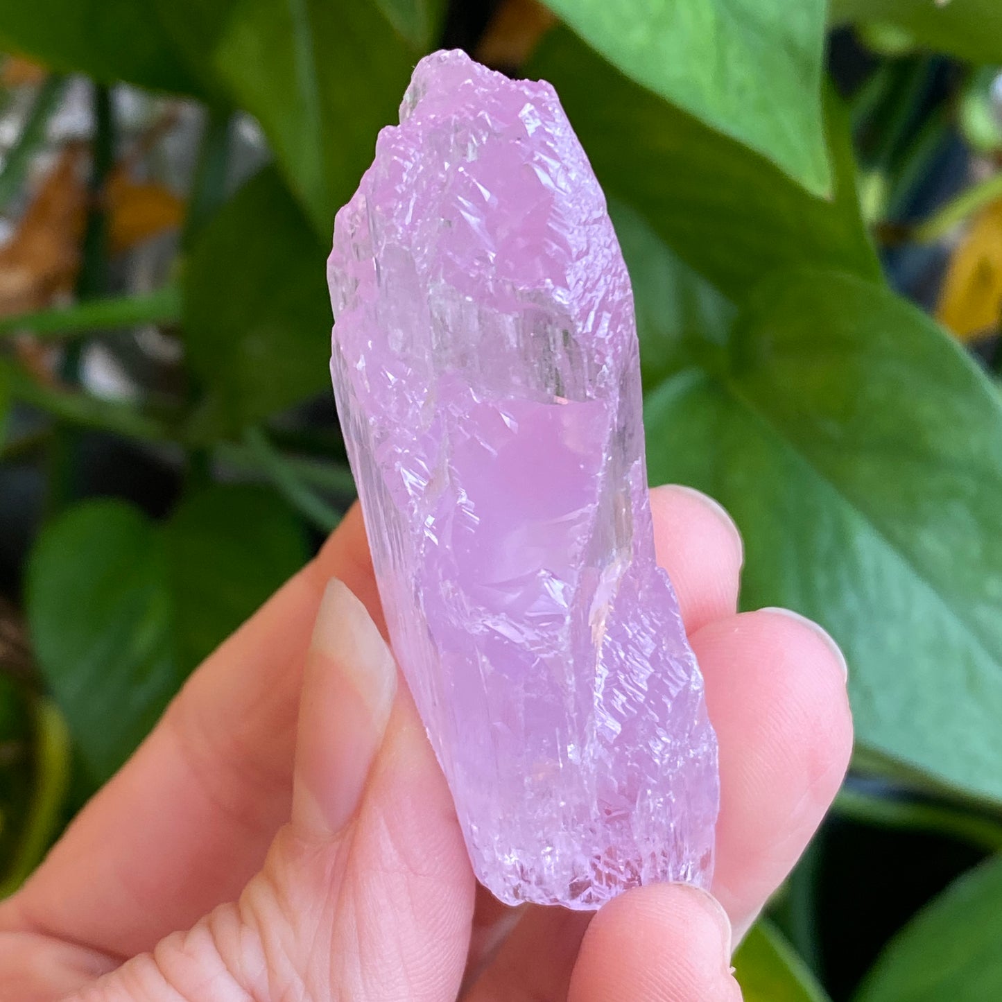 Kunzite Crystal, Water Etched, Multi-Terminated, Self Healed Specimen