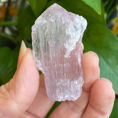 Kunzite Crystal, Water Etched, Multi-Terminated, Self Healed Specimen