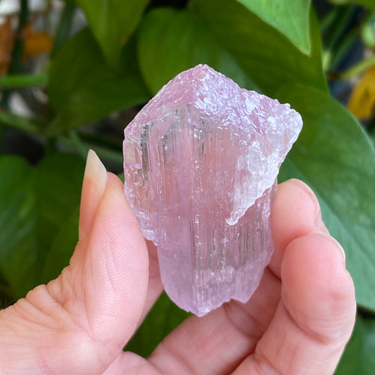 Kunzite Crystal, Water Etched, Multi-Terminated, Self Healed Specimen