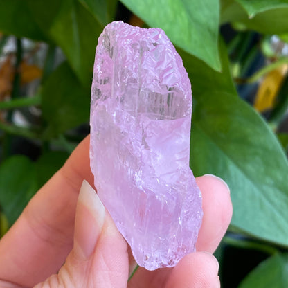 Kunzite Crystal, Water Etched, Multi-Terminated, Self Healed Specimen