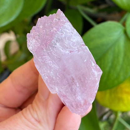 Kunzite Crystal, Water Etched, Multi-Terminated, Self Healed Specimen