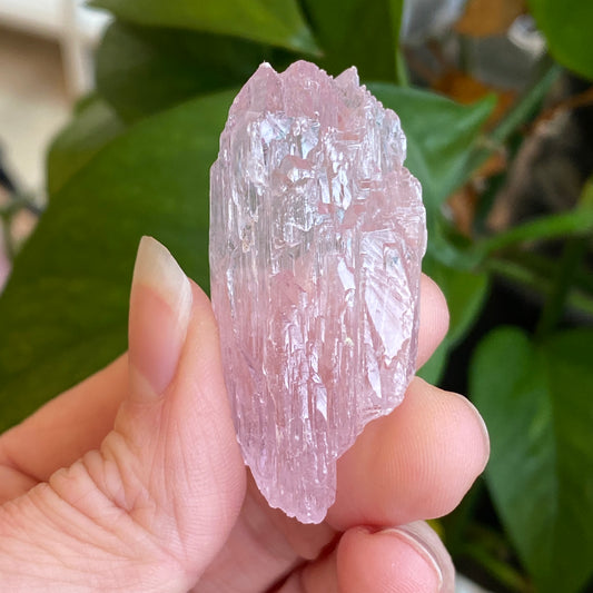 Kunzite Crystal, Water Etched, Multi-Terminated, Self Healed Specimen