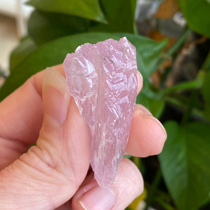 Kunzite Crystal, Water Etched, Multi-Terminated, Self Healed Specimen