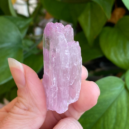 Kunzite Crystal, Water Etched, Multi-Terminated, Self Healed Specimen