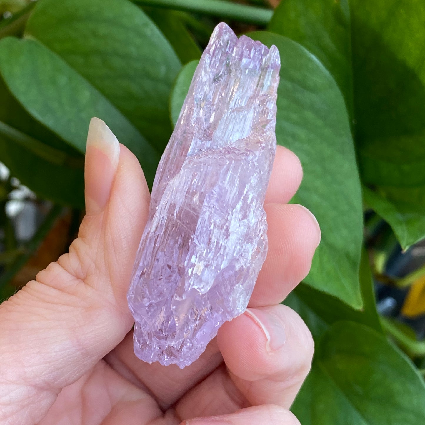 Kunzite Crystal, Water Etched, Multi-Terminated, Self Healed Specimen