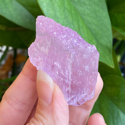Kunzite Crystal, Water Etched, Multi-Terminated, Self Healed Specimen