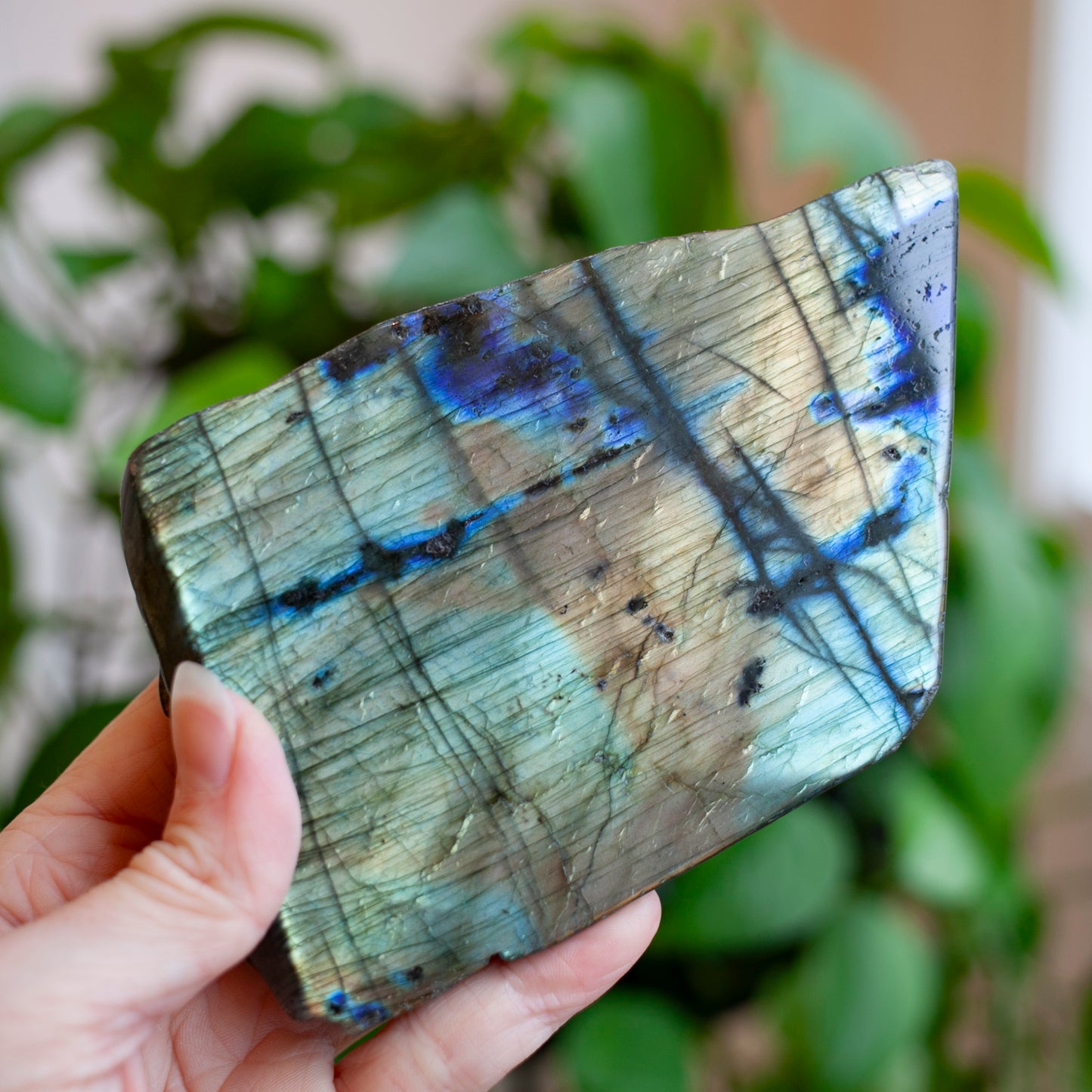 Labradorite Sealife Carving