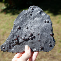 Garnet in Graphite from Red Embers Mine, Erving, Massachusetts
