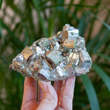 Cubic Pyrite Cluster, Peru