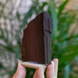 Fossilized Wood with Quartz from Germany