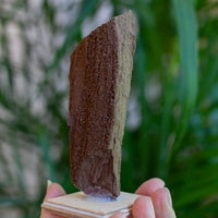 Fossilized Wood with Quartz from Germany