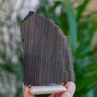 Fossilized Wood with Quartz from Germany