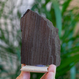 Fossilized Wood with Quartz from Germany