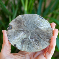 Pyrite Sun