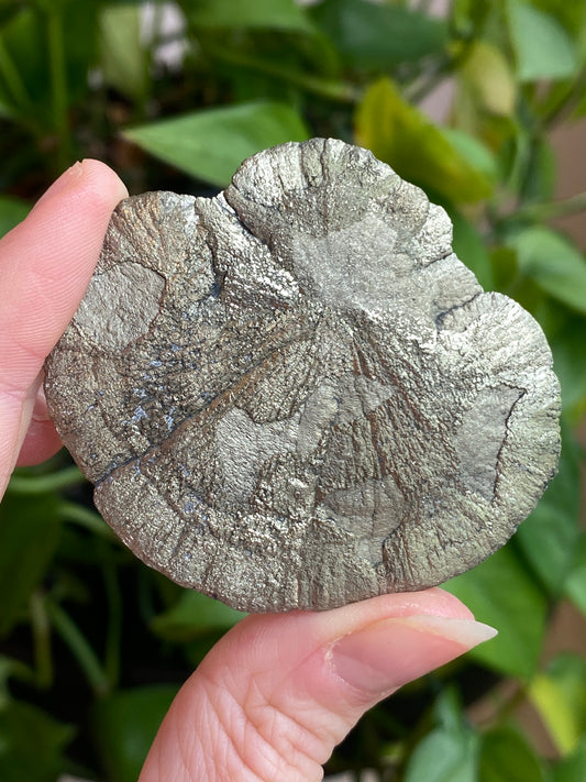 Pyrite Sun, Illinois