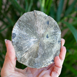 Pyrite Sun