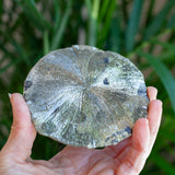 Pyrite Sun