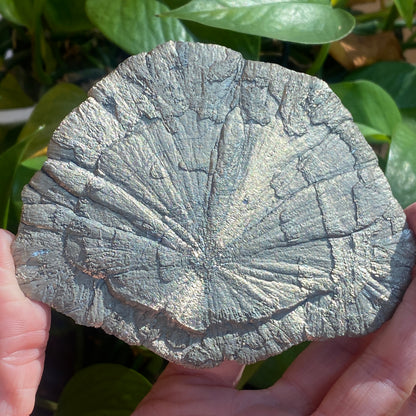 Pyrite Sun, Illinois