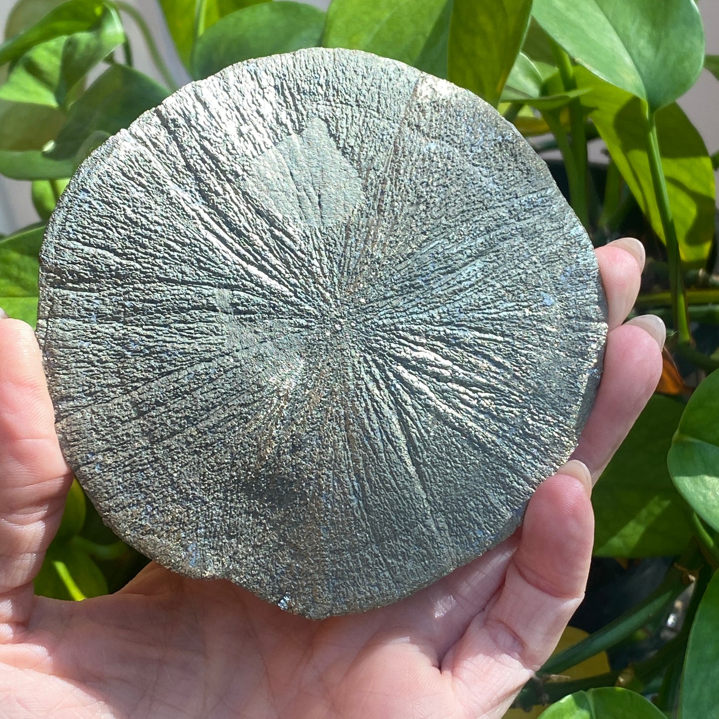 Pyrite Sun, Illinois