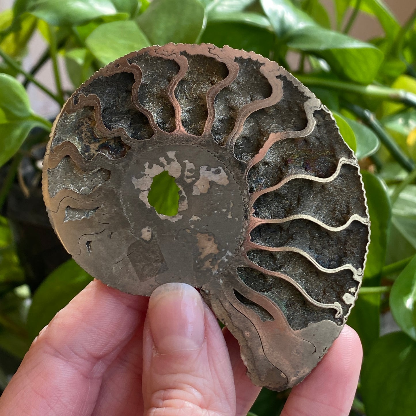 Pyritized Ammonite Fossil, Russia