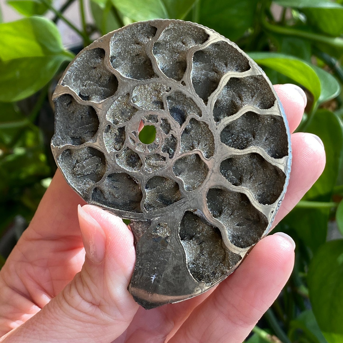 Pyritized Ammonite Fossil, Russia