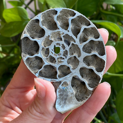 Pyritized Ammonite Fossil, Russia