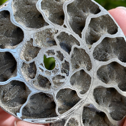 Pyritized Ammonite Fossil, Russia