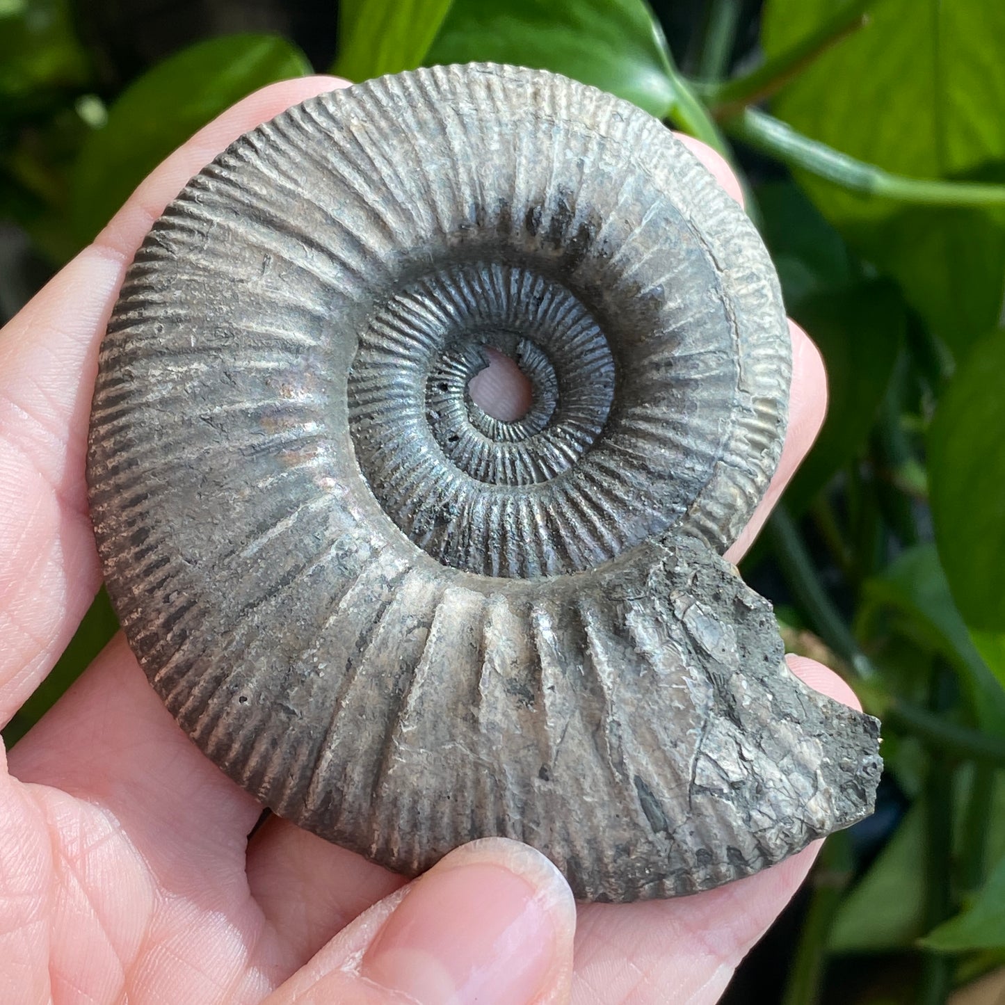 Pyritized Ammonite Fossil, Russia