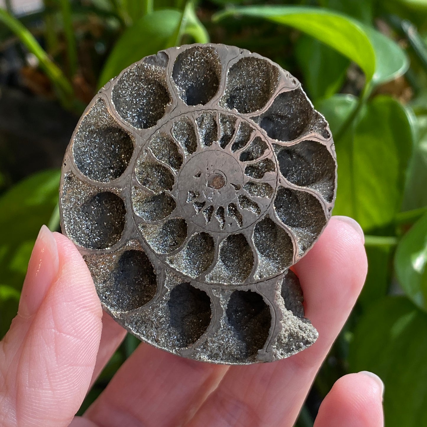 Pyritized Ammonite Fossil, Russia