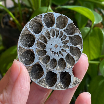 Pyritized Ammonite Fossil, Russia