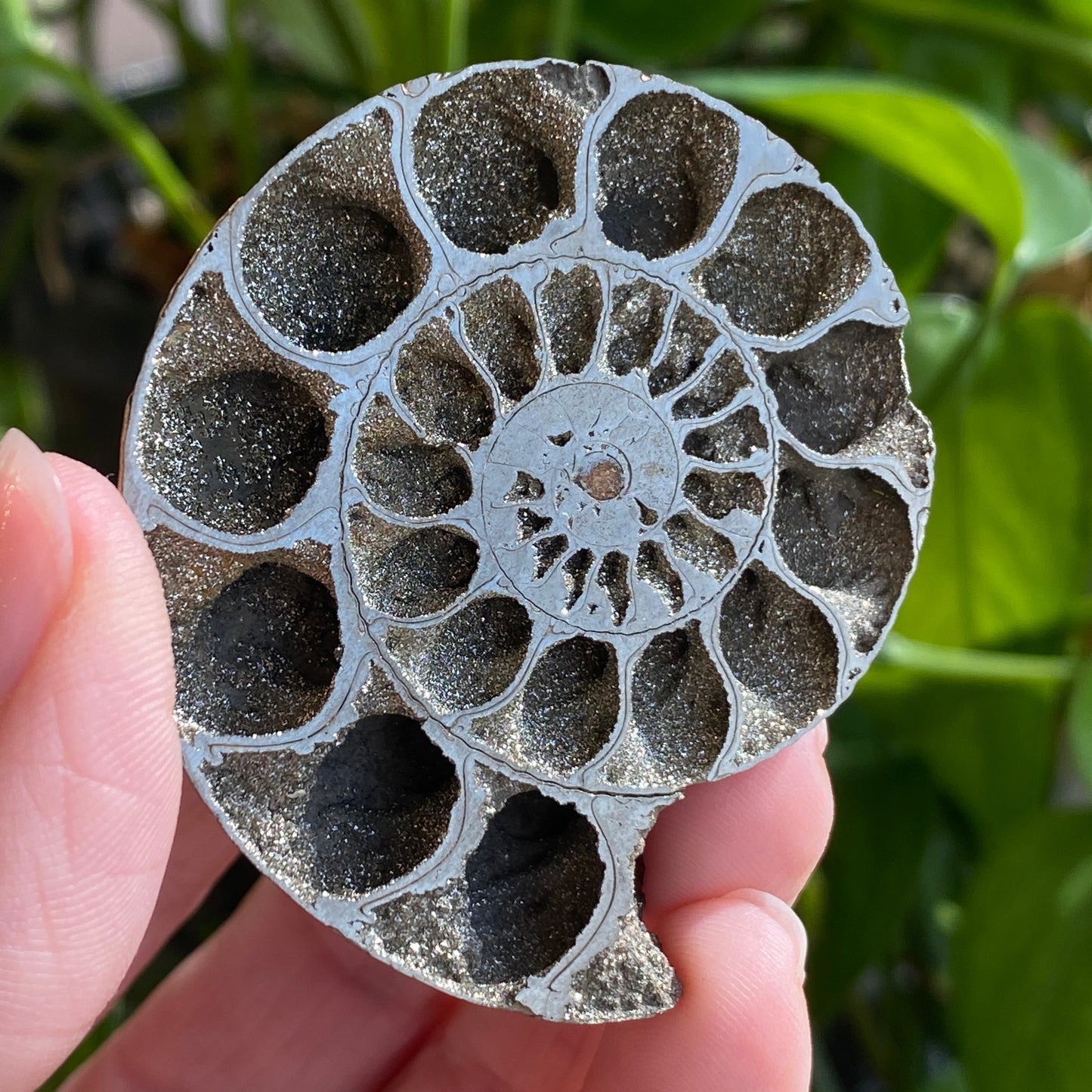 Pyritized Ammonite Fossil, Russia