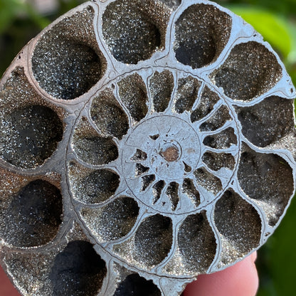 Pyritized Ammonite Fossil, Russia