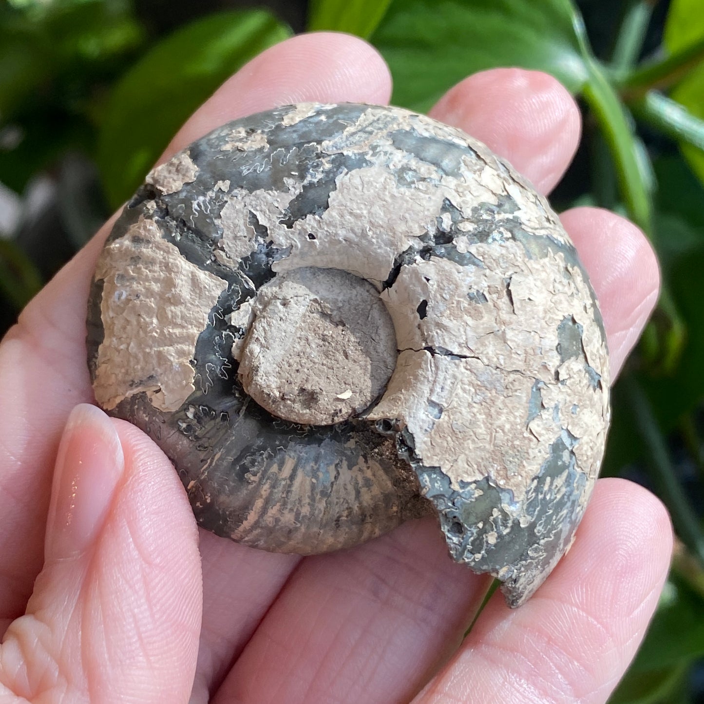 Pyritized Ammonite Fossil, Russia